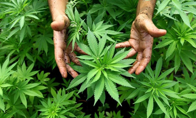 Study: Cannabis Improves Sex Lives