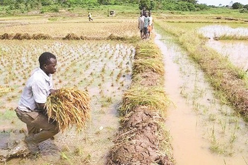 Flood: United Kingdom Government supports Nigerian farmers with £95 million